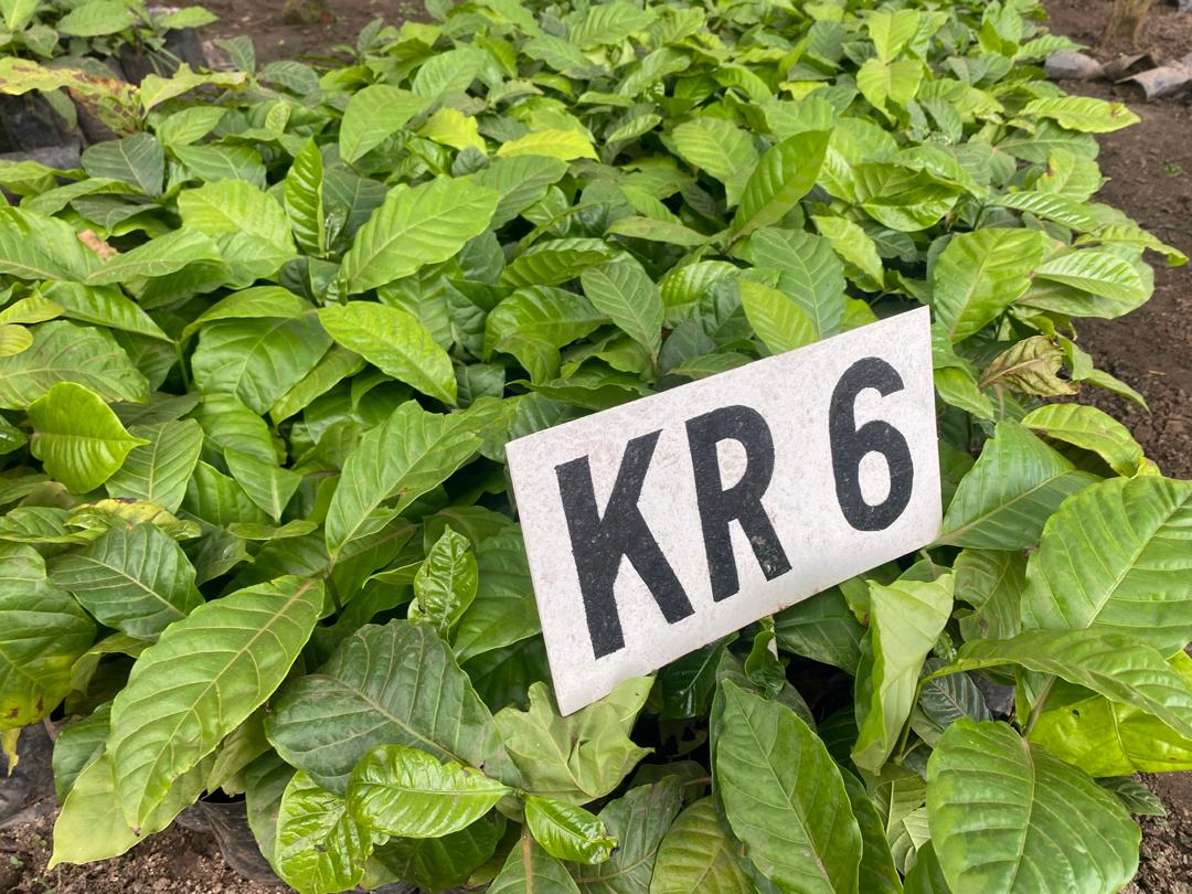 Field Advisory - Research plot testing